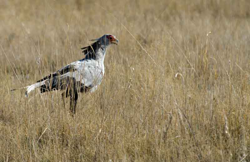 264 - Namibia - pajaro Secretario - parque nacional de Etosha
